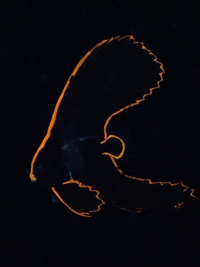 Its not Black & White :D Juvenile Pinnate Batfish - Platax pinnatus, still almost all black in colour with borders of orange.  This is supposedly a mimicry of &#039;Flatworms&#039; which are poisonous, thus a way for their protection when small in size.  As they get&#039;s bigger, they will takes in more silverfish colour, the fins becoming shorter and the orange border will fades eventually. Anilao,Batangas,Batfish,Fish,Philippines,Pinnate Batfish,Platax pinnatus