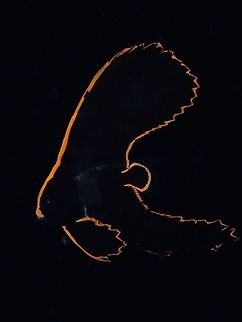 Its not Black & White :D Juvenile Pinnate Batfish - Platax pinnatus, still almost all black in colour with borders of orange.  This is supposedly a mimicry of 'Flatworms' which are poisonous, thus a way for their protection when small in size.  As they get's bigger, they will takes in more silverfish colour, the fins becoming shorter and the orange border will fades eventually. Anilao,Batangas,Batfish,Fish,Philippines,Pinnate Batfish,Platax pinnatus