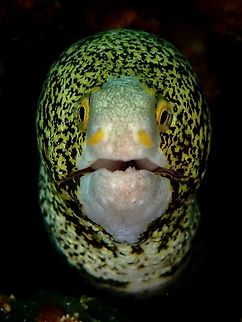 SnowFlake  Anilao,Batangas,Echidna nebulosa,Eel,Moray Eel,Philippines,Snowflake moray