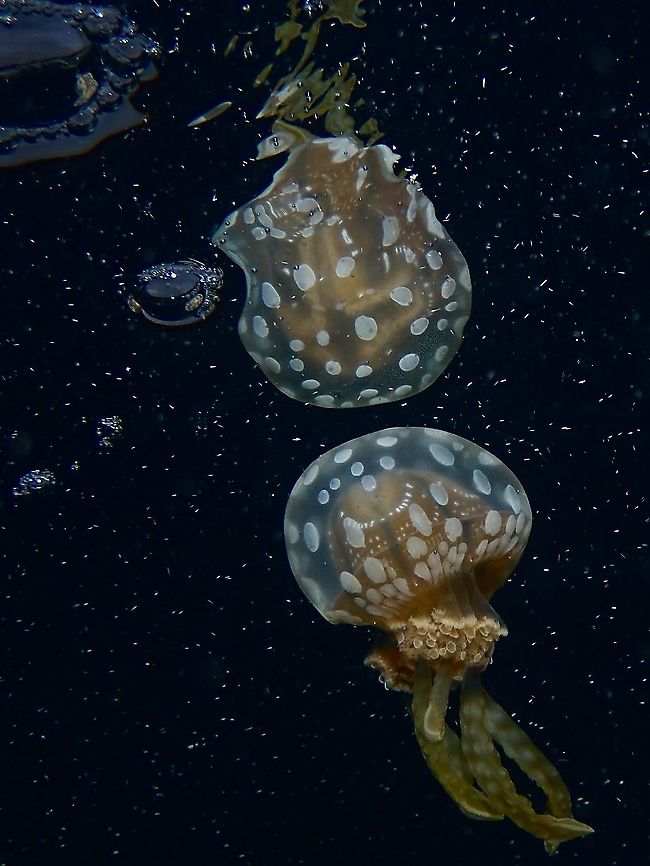In a Galaxy far far away ... Saw this Spotted Jellyfish - Mastigias papua near the surface, allowing me to attempt a reflection shot.<br />
However, there were lots of particles in the water which created the back scatter seen in the picture. Anilao,Batangas,Golden Medusa,Jellyfish,Mastigias papua,Papuan Jellyfish,Philippines,Spotted Jelly