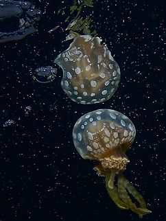 In a Galaxy far far away ... Saw this Spotted Jellyfish - Mastigias papua near the surface, allowing me to attempt a reflection shot.
However, there were lots of particles in the water which created the back scatter seen in the picture. Anilao,Batangas,Golden Medusa,Jellyfish,Mastigias papua,Papuan Jellyfish,Philippines,Spotted Jelly