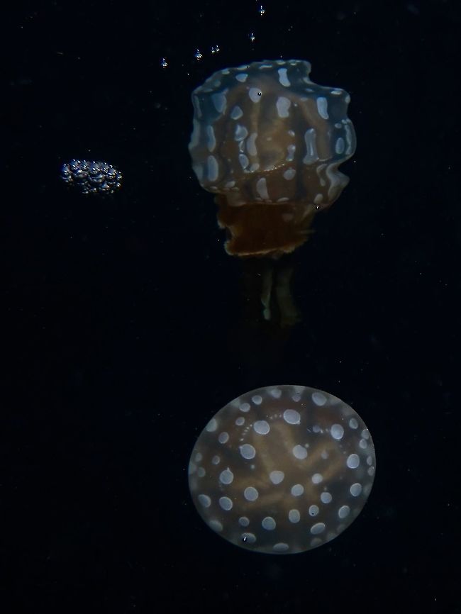 Distortion of the Truth Another attempt at the reflection shot, with distortion on the reflection  Anilao,Batangas,Golden Medusa,Jellyfish,Mastigias papua,Papuan Jellyfish,Philippines,Spotted Jelly