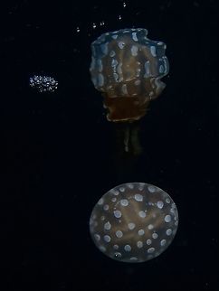 Distortion of the Truth Another attempt at the reflection shot, with distortion on the reflection  Anilao,Batangas,Golden Medusa,Jellyfish,Mastigias papua,Papuan Jellyfish,Philippines,Spotted Jelly