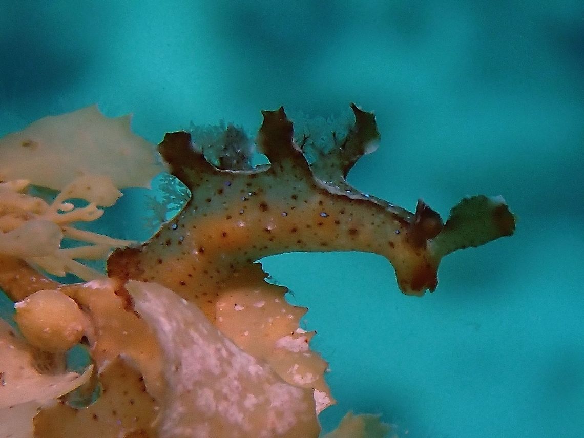 Sargassum Nudibranch - Scyllaea pelagica Small sized Nudibranch, around 4 cm, found among Sargassum weeds, giving its common name. Anilao,Batangas,Nudibranch,Philippines,Sargassum nudibranch,Scyllaea pelagica
