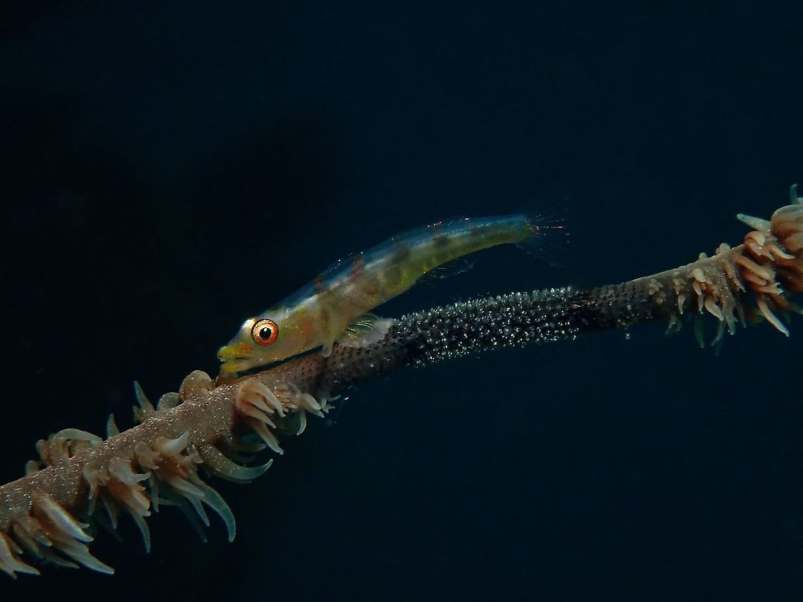 I don't sit on my Eggs! This small sized Goby (Bryaninops yongei) has 'cleared' a patch of the Whip Coral and laid her eggs on it. She and her partner will scutter up and down the whip coral and at times rest next to the eggs as though guarding or aerating them. Anilao,Batangas,Bryaninops yongei,Fish,Goby,Philippines,Whip Coral Goby