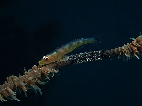 I don't sit on my Eggs! This small sized Goby (Bryaninops yongei) has 'cleared' a patch of the Whip Coral and laid her eggs on it. She and her partner will scutter up and down the whip coral and at times rest next to the eggs as though guarding or aerating them. Anilao,Batangas,Bryaninops yongei,Fish,Goby,Philippines,Whip Coral Goby