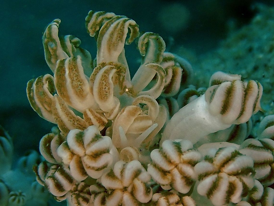 Mimicry in Mimicry! This is one of my &#039;dream-encounter&#039; even though I didn&#039;t realised it during the dive.  Only noticed the Xenia Shrimp - Alcyonohippolyte commensalis on the cerata of the Phyllodesmium jakobsenae when going through my video footages a week after the dive!  And luckily, I have just this one decent shot showing the Shrimp on the Nudibranch.<br />
<br />
This Phyllodesmium jakobsenae Nudibranch mimics its host the Xenia Corals and also feeds on them.<br />
The Xenia Shrimp can be found on the polyps of the Xenia Corals with similar colouration and markings/patterns, making them very difficult to find/see as they are very small, usually less than 1 cm in size.<br />
<br />
Close-up of the Shrimp can be seen here :<br />
<figure class="photo"><a href="https://www.jungledragon.com/image/47220/can_you_find_me.html" title="Can you find me?"><img src="https://s3.amazonaws.com/media.jungledragon.com/images/2994/47220_thumb.jpg?AWSAccessKeyId=05GMT0V3GWVNE7GGM1R2&Expires=1759968010&Signature=U4oki1%2FMBoQtgCvLPlZsiZe%2FjvU%3D" width="200" height="150" alt="Can you find me? This Xenia Coral Mimic Shrimp - Alcyonohippolyte commensalis are small in size, usually less than 1 cm and is very well camouflaged among the host, Xenia Corals. Alcyonohippolyte commensalis,Anilao,Batangas,Geotagged,Philippines,Shrimp,Winter,Xenia Coral Mimic Shrimp" /></a></figure> Anilao,Batangas,Mimicry,Nudibranch,Philippines,Phyllodesmium jacobsenae,Phyllodesmium jakobsenae