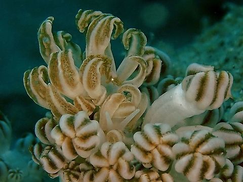 Mimicry in Mimicry! This is one of my 'dream-encounter' even though I didn't realised it during the dive.  Only noticed the Xenia Shrimp - Alcyonohippolyte commensalis on the cerata of the Phyllodesmium jakobsenae when going through my video footages a week after the dive!  And luckily, I have just this one decent shot showing the Shrimp on the Nudibranch.

This Phyllodesmium jakobsenae Nudibranch mimics its host the Xenia Corals and also feeds on them.
The Xenia Shrimp can be found on the polyps of the Xenia Corals with similar colouration and markings/patterns, making them very difficult to find/see as they are very small, usually less than 1 cm in size.

Close-up of the Shrimp can be seen here :
https://www.jungledragon.com/image/47220/can_you_find_me.html Anilao,Batangas,Mimicry,Nudibranch,Philippines,Phyllodesmium jacobsenae,Phyllodesmium jakobsenae