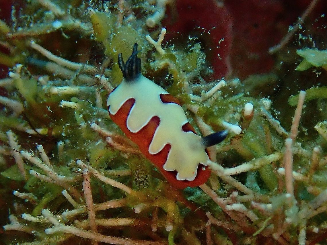 One-Horn-Nudibranch This small sized Nudibranch of around 1 cm seems to have an oddity with just a single Rhinopore. Anilao,Batangas,Faithful Sea Slug,Goniobranchus fidelis,Nudibranch,Philippines