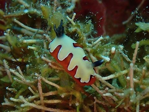 One-Horn-Nudibranch This small sized Nudibranch of around 1 cm seems to have an oddity with just a single Rhinopore. Anilao,Batangas,Faithful Sea Slug,Goniobranchus fidelis,Nudibranch,Philippines