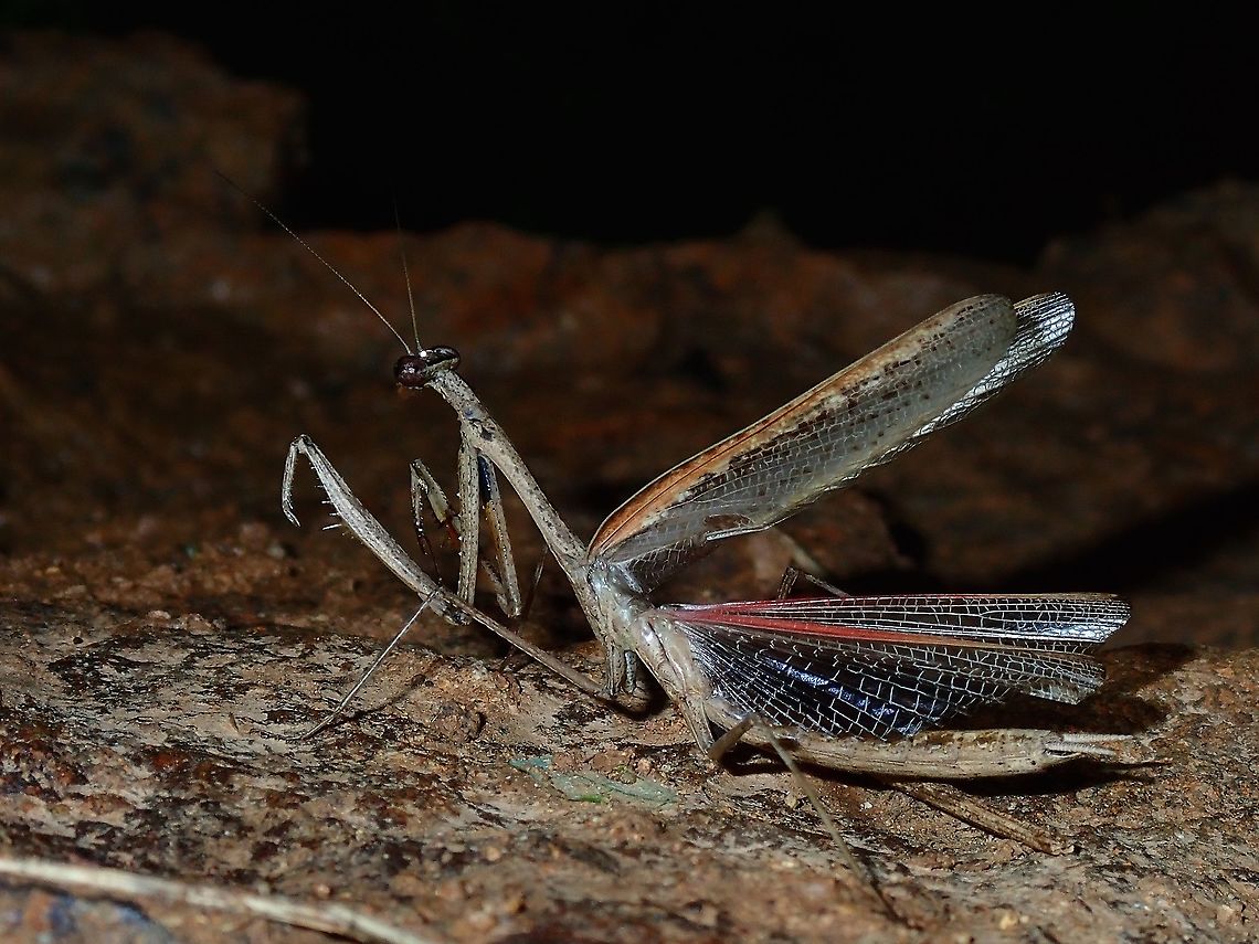 Male Praying Mantis - Statilia pallida Male Praying Mantis of the species Statilia pallida.<br />
This one is mostly grey/brown in colour but they can also be found in green colour.<br />
The venations of the forewings are translucent whereas the venations of the hindwings are black. Anilao,Batangas,Mabini,Mantis,Philippines,Praying Mantis,Statilia pallida