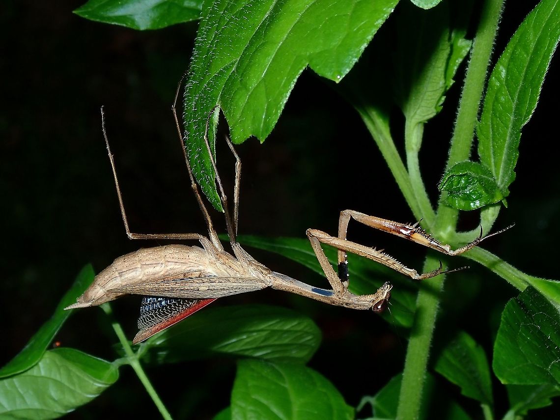 Female Praying Mantis - Statilia pallida Female Praying Mantis of the species - Statilia pallida<br />
Similar looking to the male, mostly brown.grey in colour and black venation in the hindwings.<br />
They can also be found in green colour.  Anilao,Batangas,Mabini,Mantis,Philippines,Praying Mantis,Statilia pallida