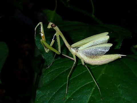 Praying Mantis - Statilia pallida Female Praying Mantis of the species Statilia pallida, in green variation. Anilao,Batangas,Mabini,Mantis,Philippines,Praying Mantis,Statilia pallida