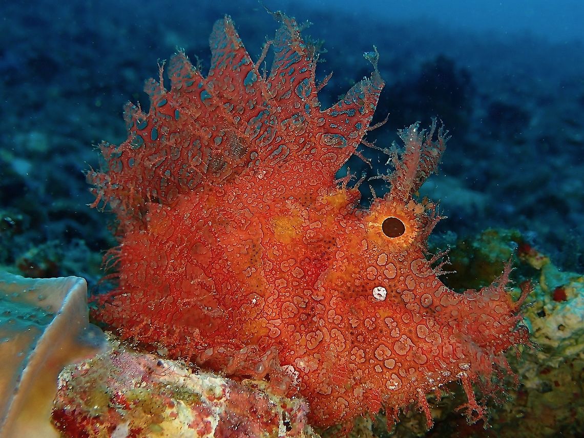 Weedy Rhinopias - Rhinopias frondosa This red variation of Weedy Rhinopias - Rhinopias frondosa seen here with its dorsal fins flared up clearly showing its venomous spines. Anilao,Batangas,Fish,Philippines,Popeyed scorpionfish,Rhinopias,Rhinopias frondosa,Scorpionfish,Weedy Rhinopias
