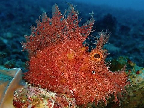 Weedy Rhinopias - Rhinopias frondosa This red variation of Weedy Rhinopias - Rhinopias frondosa seen here with its dorsal fins flared up clearly showing its venomous spines. Anilao,Batangas,Fish,Philippines,Popeyed scorpionfish,Rhinopias,Rhinopias frondosa,Scorpionfish,Weedy Rhinopias