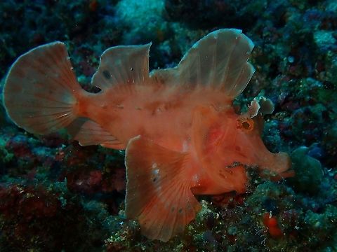 Paddle-Flap Rhinopias - This orange coloured Paddle-Flap - Rhinopias eschmeyeri was on the move with all its fins flared up. Anilao,Batangas,Fish,Paddle-Flap Scorpionfish,Philippines,Rhinopias,Rhinopias eschmeyeri,Rhinopias frondosa,Scorpionfish