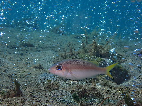 Fish loves Jacuzzi This Pale Monocle Bream - Scolopsis affinis was seen looking for food in the sandy bottom where there were hot spring bubbles coming out from. Anilao,Batangas,Bream,Fish,Monocle Bream,Pale Monocle Bream,Philippines,Scolopsis affinis