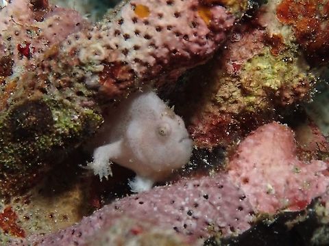 You found me! A juvenile Frogfish - Antennarius coccineus, hiding among crevices of coral rubbles, when found, it started to move away to hide again.  Anilao,Antennarius coccineus,Antennatus coccineus,Batangas,Fish,Frogfish,Philippines,Scarlet Frogfish,Scarlet frogfish