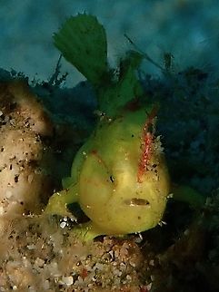 Unicorn with Red Horn! A juvenile Frogfish - Antennarius hispidus, almost all yellow in colour with matings of red and what stands out is its lure that is totally red in colour. Anilao,Antennarius hispidus,Batangas,Fish,Frogfish,Philippines,Shaggy Frogfish
