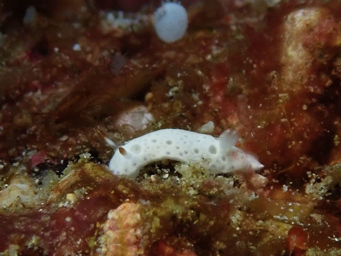 Nudibranch - Hypselodoris lacuna A tiny Nudibranch of less than 10 mm in size, almost all white with spongy look. Anilao,Batangas,Hypselodoris lacuna,Nudibranch,Philippines