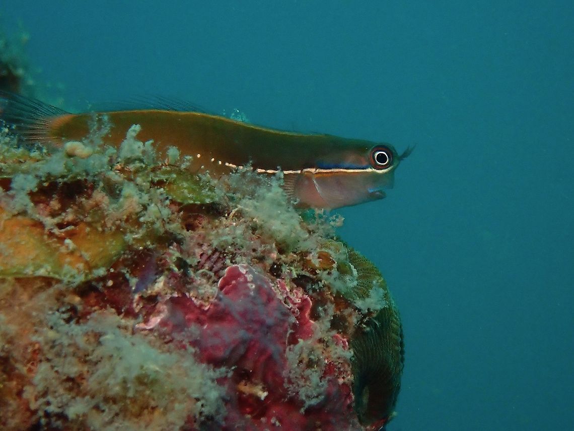 Tricolor Blenny - Escenius tricolor  Blenny,Coron,Derawan combtooth-blenny,Ecsenius tricolor,Fish,Palawan,Philippines,Tricolor Blenny