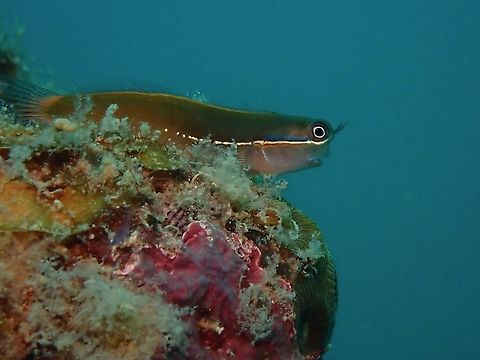 Tricolor Blenny - Escenius tricolor  Blenny,Coron,Derawan combtooth-blenny,Ecsenius tricolor,Fish,Palawan,Philippines,Tricolor Blenny