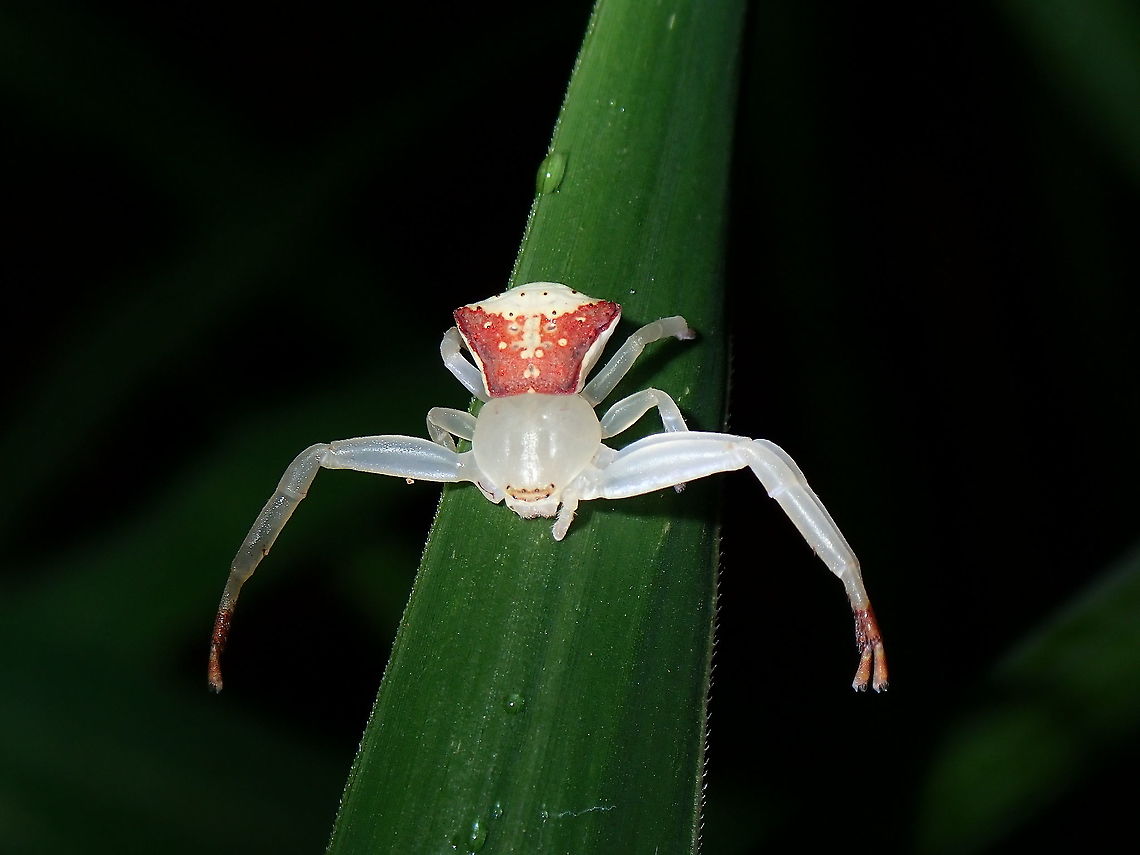 Red/White Crab Crab Spider of the genus Misumena.<br />
 Coron,Crab Spider,Misumena,Misumena sp,Palawan,Philippines,Spider