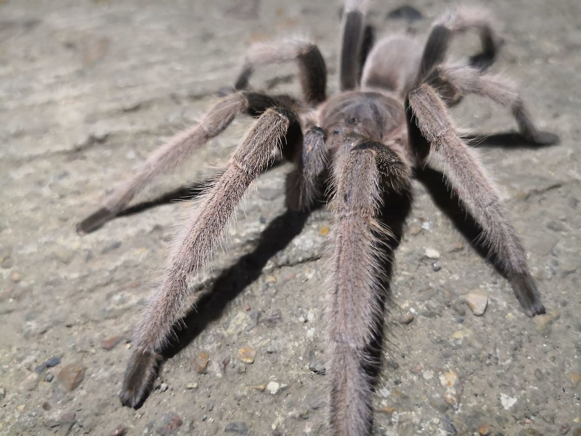Tarantula in Town! This was a surprise sighting to see/find a Tarantula in the middle of town centre of Coron!<br />
Not giving it much thoughts, posted it to a local (Philippines Arachnophiles Group) to get an ID and was further surprised to find out not only is this one a yet to be described species, but its also going to be placed under a new Genus!  At the moment, it is known under the sub-family of Selenocosmiinae and the local Taxanomists are working on its eventual description together with another new Tarantula species from Philippines. Coron,Palawan,Philippines,Selenocosmiinae,Spider,Tarantula