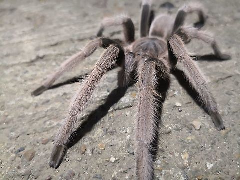Tarantula in Town! This was a surprise sighting to see/find a Tarantula in the middle of town centre of Coron!
Not giving it much thoughts, posted it to a local (Philippines Arachnophiles Group) to get an ID and was further surprised to find out not only is this one a yet to be described species, but its also going to be placed under a new Genus!  At the moment, it is known under the sub-family of Selenocosmiinae and the local Taxanomists are working on its eventual description together with another new Tarantula species from Philippines. Coron,Palawan,Philippines,Selenocosmiinae,Spider,Tarantula