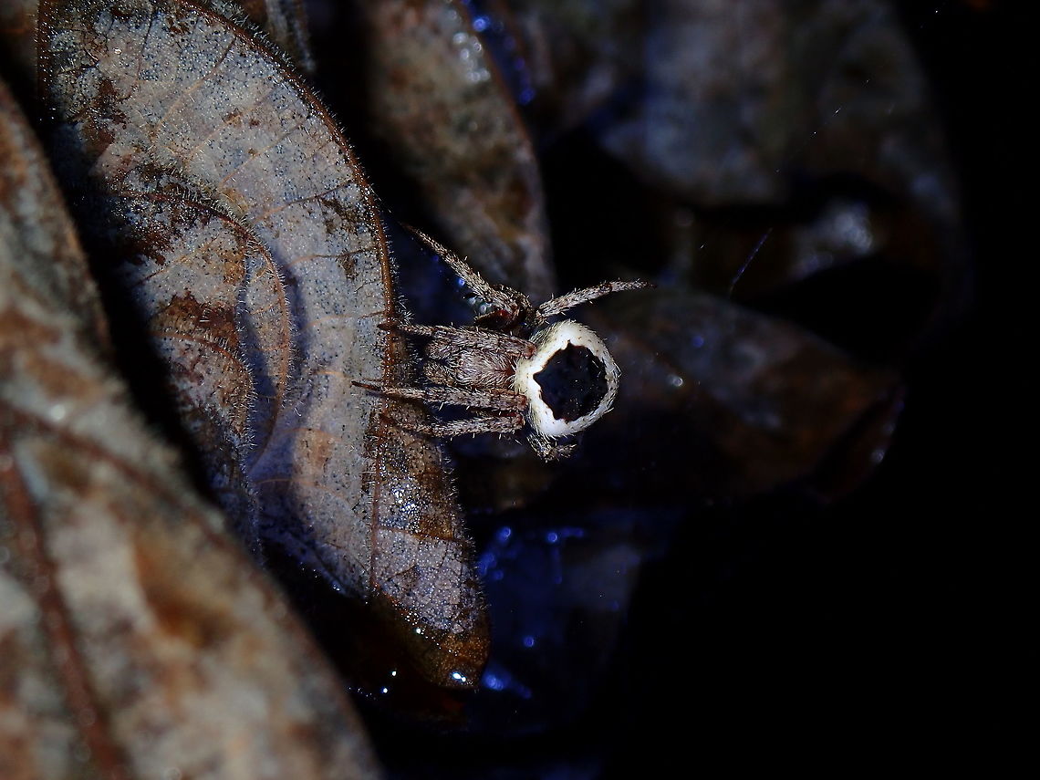 Bull's Eye! Spider with black markings on top of its abdomen, looking like Bull's eye.<br />
It was quite well camouflaged among the dead leafs but it was the black markings that gives it away. Coron,Neoscona,Neoscona sp,Palawan,Philippines,Spider