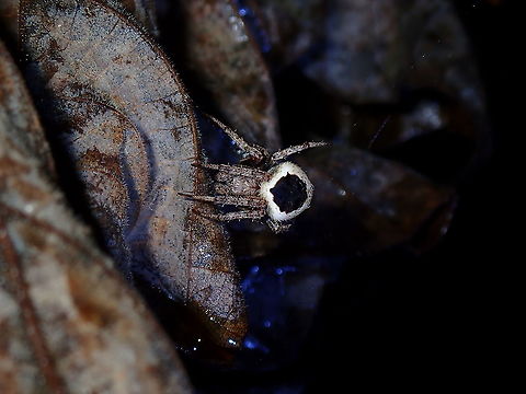 Bull's Eye! Spider with black markings on top of its abdomen, looking like Bull's eye.
It was quite well camouflaged among the dead leafs but it was the black markings that gives it away. Coron,Neoscona,Neoscona sp,Palawan,Philippines,Spider