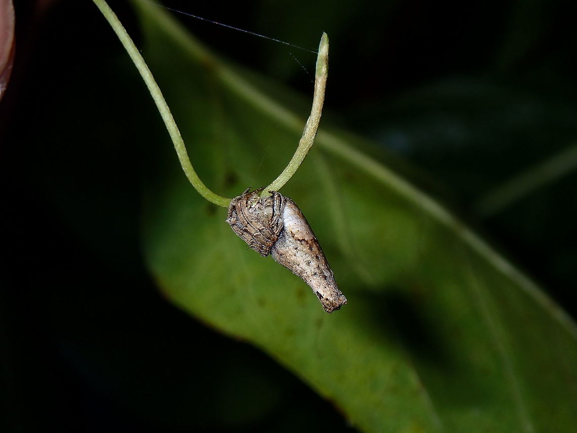 Rolled-Leaf Spider? A small sized Spider with an elongated abdomen, could possibly be a Rolled-Leaf Spider from the genus Poltys. Coron,Palawan,Philippines,Poltys,Poltys sp,Spider