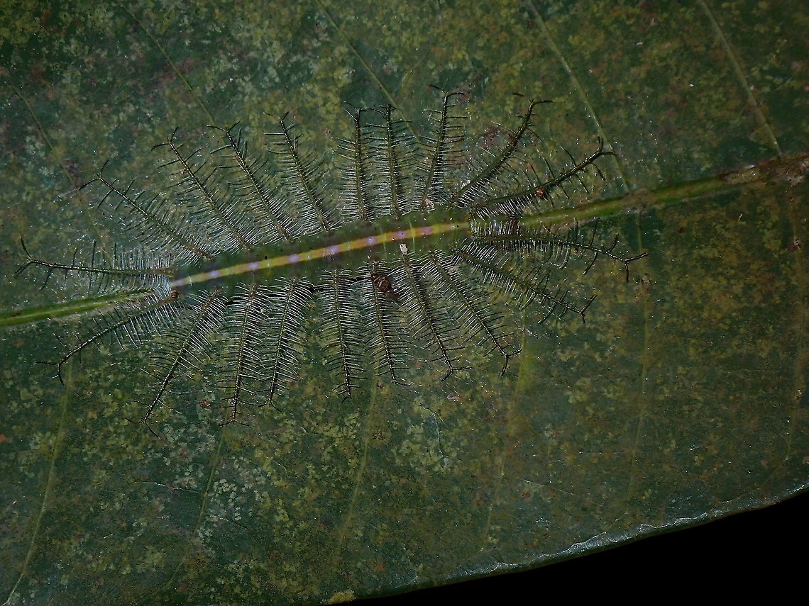 Camouflaged Stinger Caterpillar of Common Baron - Euthalia aconthea palawana, a sub-species known from the Palawan islands.<br />
This was seen on a mango leaf. Butterfly,Caterpillar,Common Baron,Coron,Euthalia aconthea palawana,Palawan,Philippines