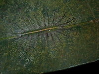 Camouflaged Stinger Caterpillar of Common Baron - Euthalia aconthea palawana, a sub-species known from the Palawan islands.<br />
This was seen on a mango leaf. Butterfly,Caterpillar,Common Baron,Coron,Euthalia aconthea palawana,Palawan,Philippines