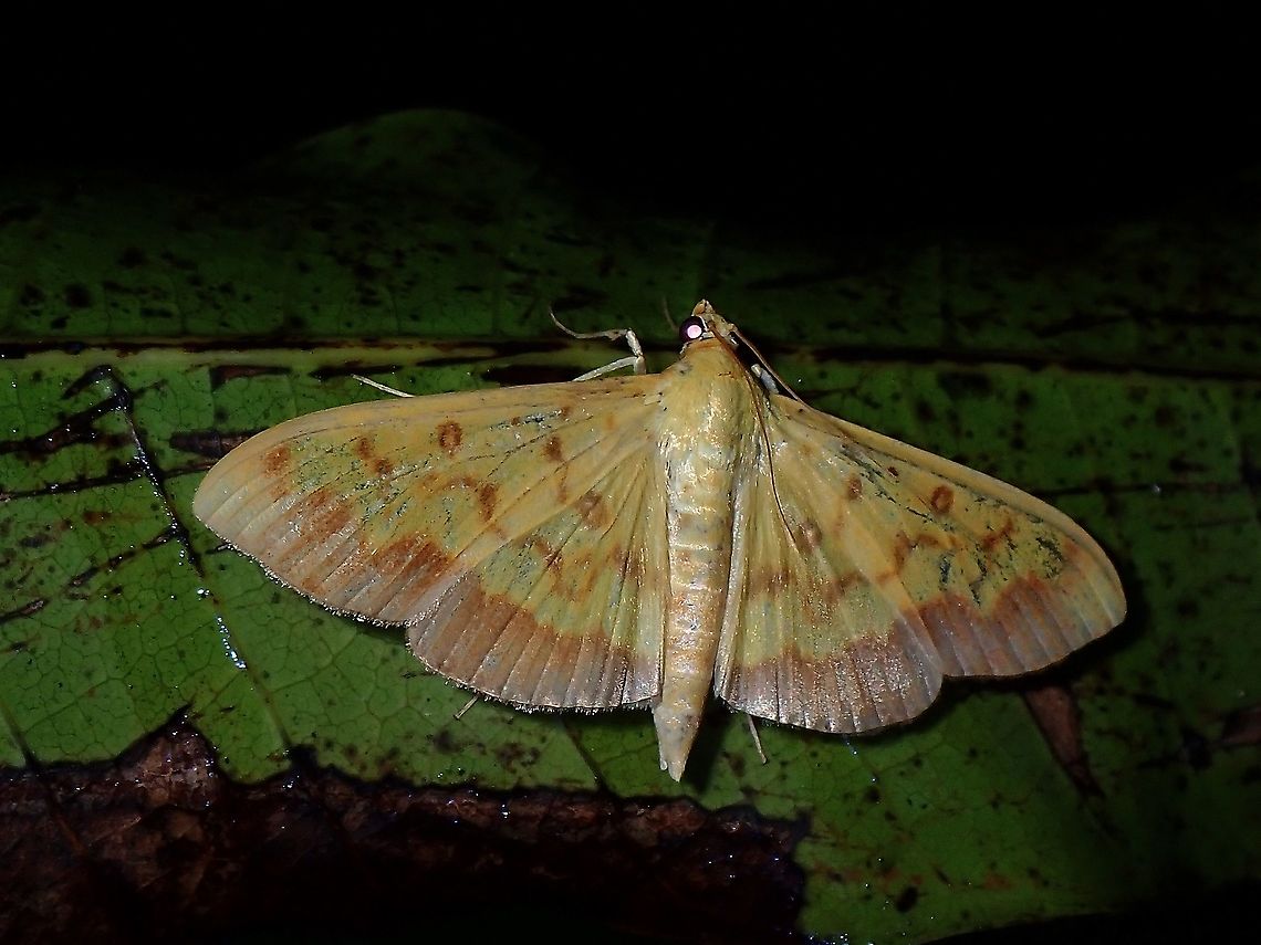 Crambid Moth - Botyodes asialis  Botyodes asialis,Coron,Crambid Moth,Moth,Palawan,Philippines