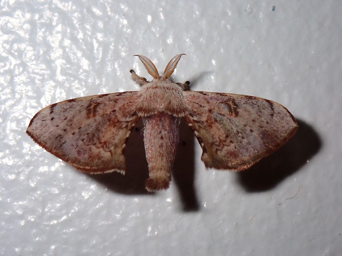 Silkworm Moth - Ocinara sp Silkworm Moth of the genus Ocinara, family of Bombycidae. Coron,Moth,Ocinara,Ocinara sp,Palawan,Philippines,Silkworm Moth