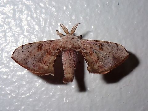 Silkworm Moth - Ocinara sp Silkworm Moth of the genus Ocinara, family of Bombycidae. Coron,Moth,Ocinara,Ocinara sp,Palawan,Philippines,Silkworm Moth