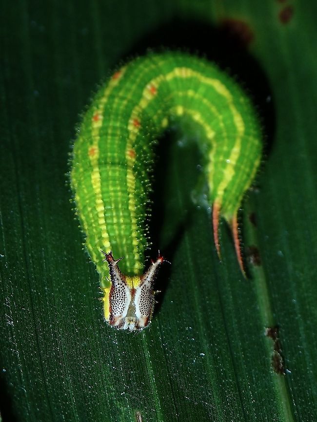 Caterpillar Caterpillar of Butterfly from the genus Elymnias.<br />
2 species from the genus Elymnias are recorded from the Palawan Islands - Elymnias dara and Elymnias parce.<br />
Not enough information is available to determine this Caterpillar to which of the 2 species. Caterpillar,Coron,Elymnias,Elymnias sp,Palawan,Philippines