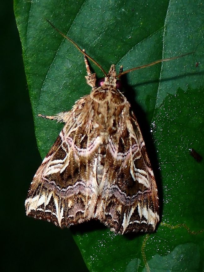 Noctuid Moth - Callopistria sp  Callopistria,Callopistria sp,Coron,Moth,Noctuid Moth,Palawan,Philippines