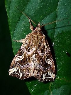 Noctuid Moth - Callopistria sp  Callopistria,Callopistria sp,Coron,Moth,Noctuid Moth,Palawan,Philippines