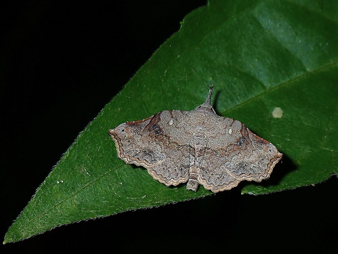Erebid Moth - Egnasia sp  Coron,Egnasia,Egnasia sp,Erebid Moth,Moth,Palawan,Philippines