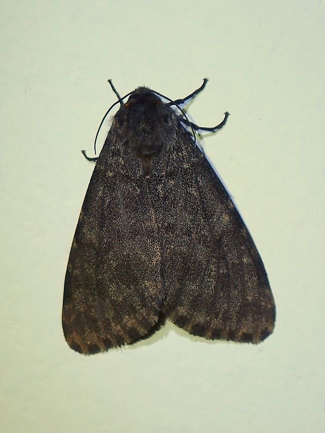 Artiid Moth - Olepa sp  Artiid Moth,Coron,Erebid Moth,Olepa,Olepa sp,Palawan,Philippines