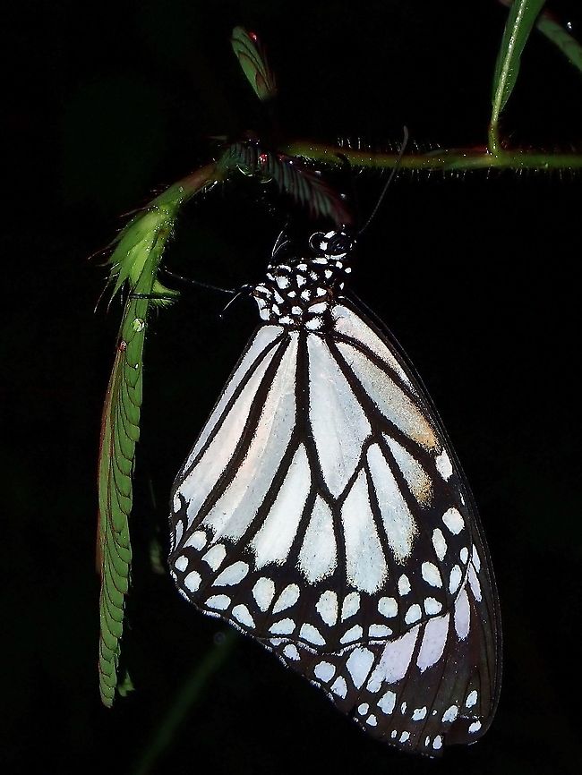 White Tiger - Danaus melanippus edmondii  Butterfly,Coron,Danaus melanippus edmondii,Palawan,Philippines,Philippines White Tiger,White Tiger