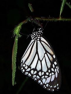 White Tiger - Danaus melanippus edmondii  Butterfly,Coron,Danaus melanippus edmondii,Palawan,Philippines,Philippines White Tiger,White Tiger