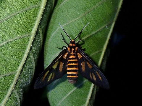 Moth - Amata sp  Amata,Amata sp,Coron,Moth,Palawan,Philippines