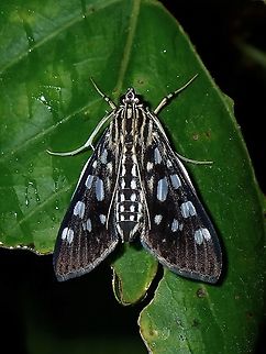 Crambid Moth - Pygospila bivittalis  Coron,Crambid Moth,Moth,Palawan,Philippines,Pygospila bivittalis