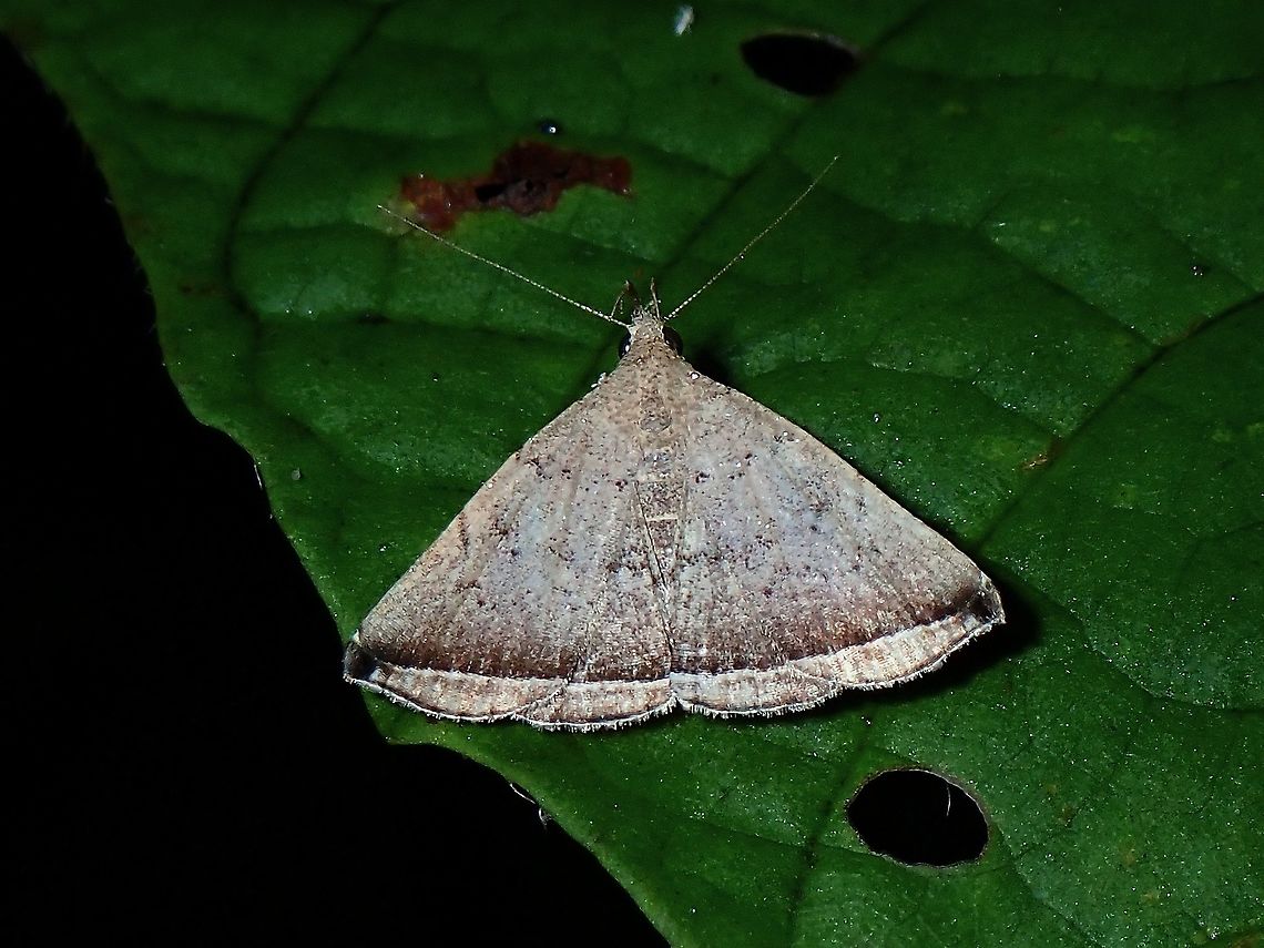 Erebid Moth - Simplicia sp Not definitely sure, possibly Erebid Moth from the genus Simplicia. Coron,Erebid Moth,Moth,Palawan,Philippines,Simplicia,Simplicia sp