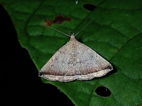 Erebid Moth - Simplicia sp Not definitely sure, possibly Erebid Moth from the genus Simplicia. Coron,Erebid Moth,Moth,Palawan,Philippines,Simplicia,Simplicia sp