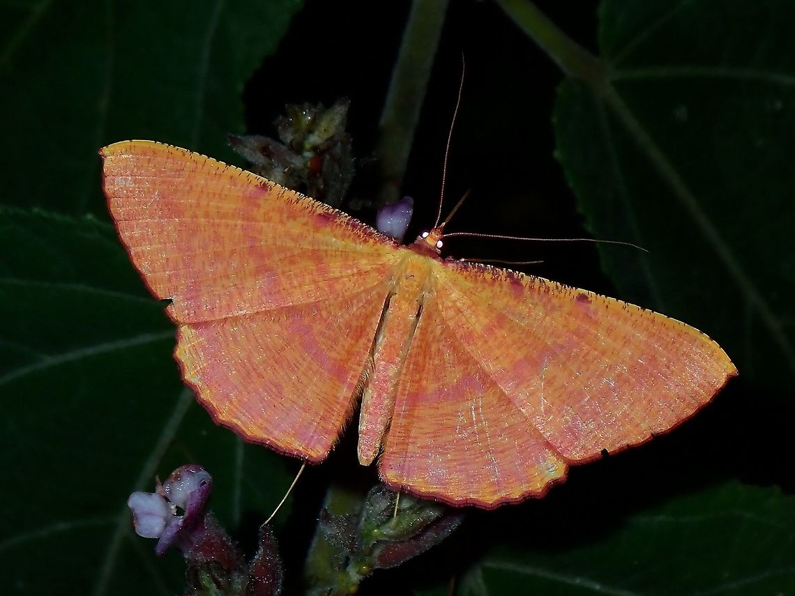 Geometrid Moth - Eumelea rosalia  Coron,Eumelea rosalia,Geometrid Moth,Moth,Palawan,Philippines