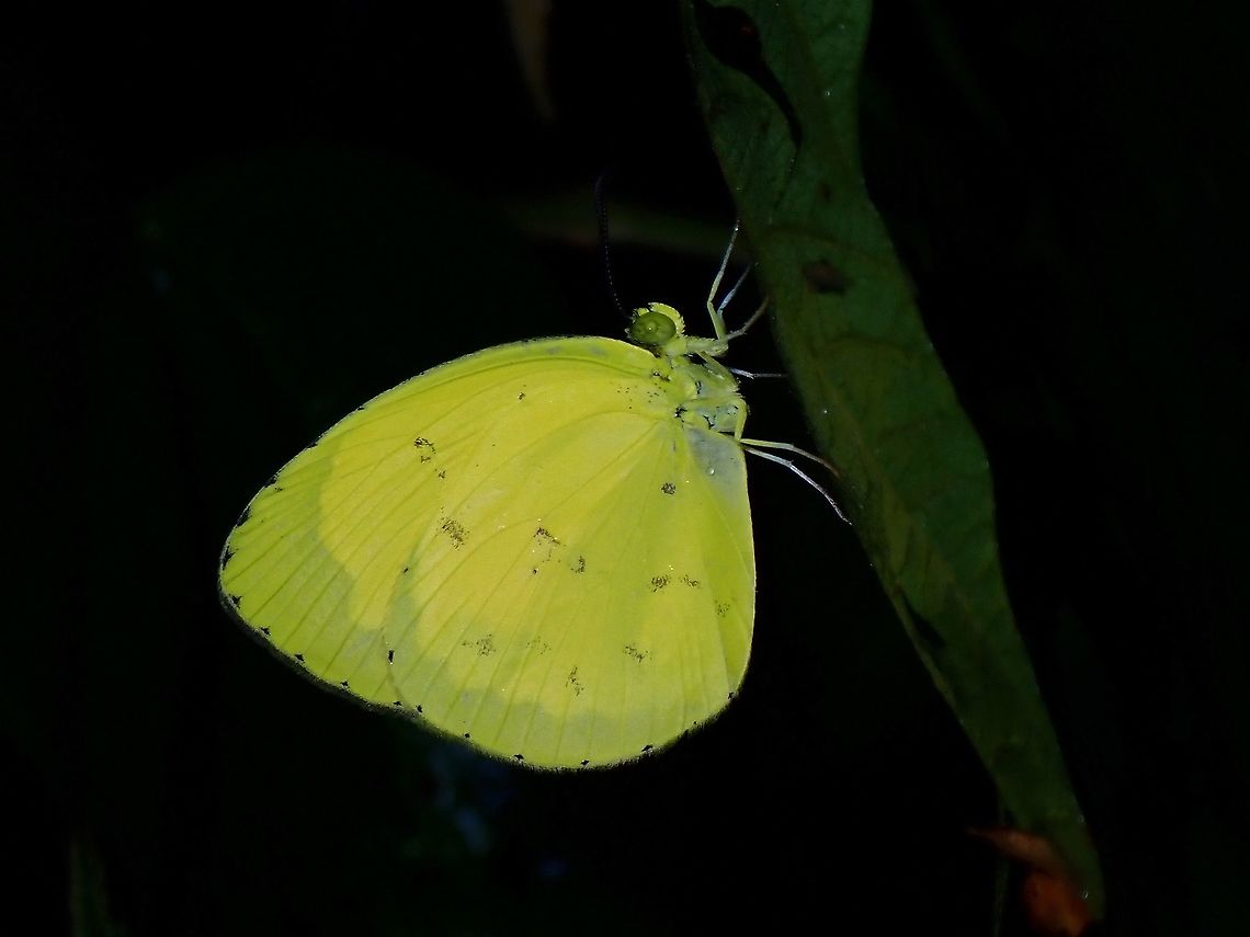 Scalloped Grass Yellow - Eurema alitha jalendra  Eurema alitha,Eurema alitha jalendra,Scalloped Grass Yellow,Scalloped grass yellow